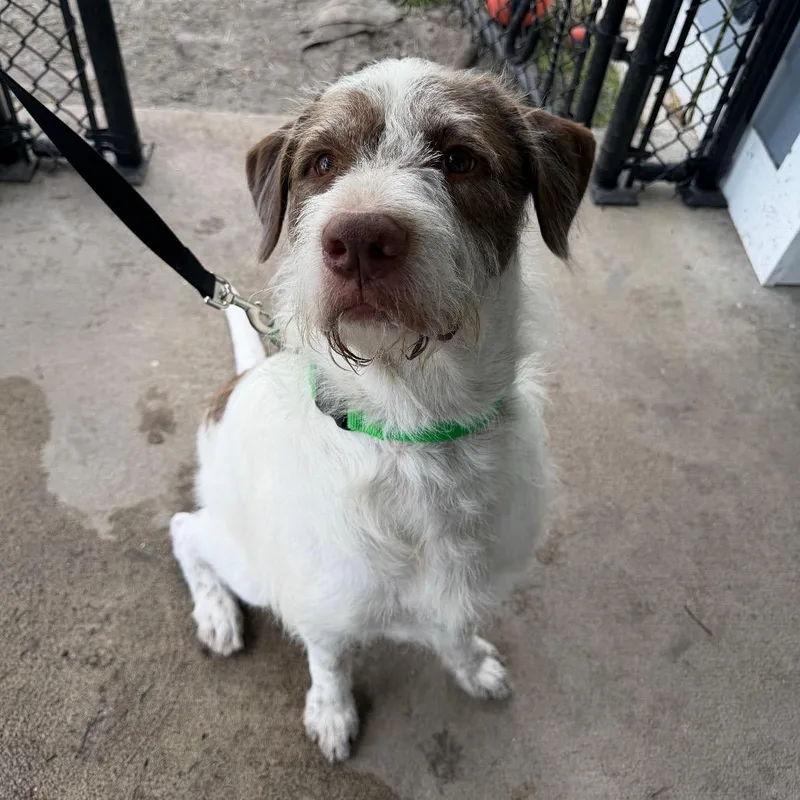An adult large-sized male White / Cream German Wirehaired Pointer dog named Ryder for adoption in Tampa, FL