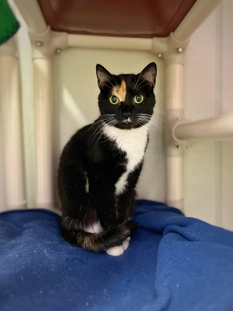 An adult large-sized female Domestic Short Hair cat named Callie for adoption in Grayslake, IL