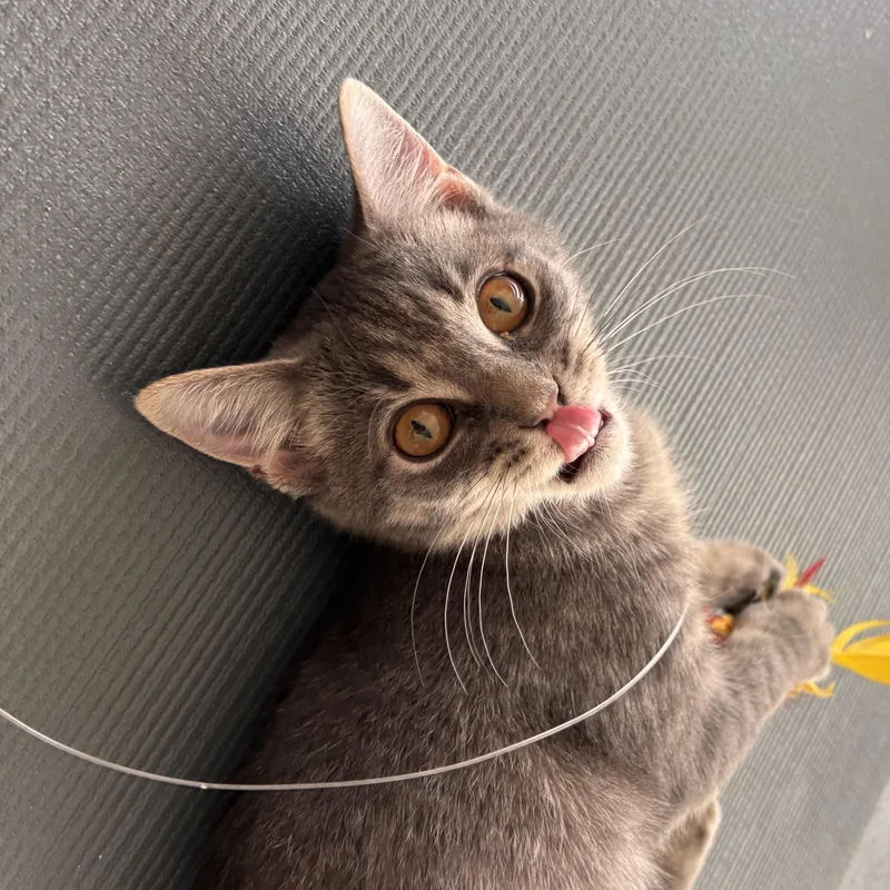 A baby small-sized female Gray / Blue / Silver Domestic Short Hair cat named Velcro for adoption in Woodlawn, TN