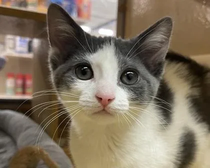 A baby small-sized male Domestic Short Hair cat named Marty for adoption in West Seneca, NY