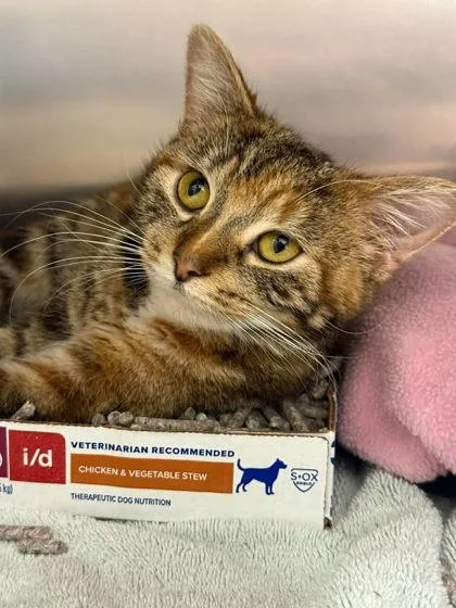 An adult small-sized female Domestic Short Hair cat named Catalina for adoption in Annapolis, MD