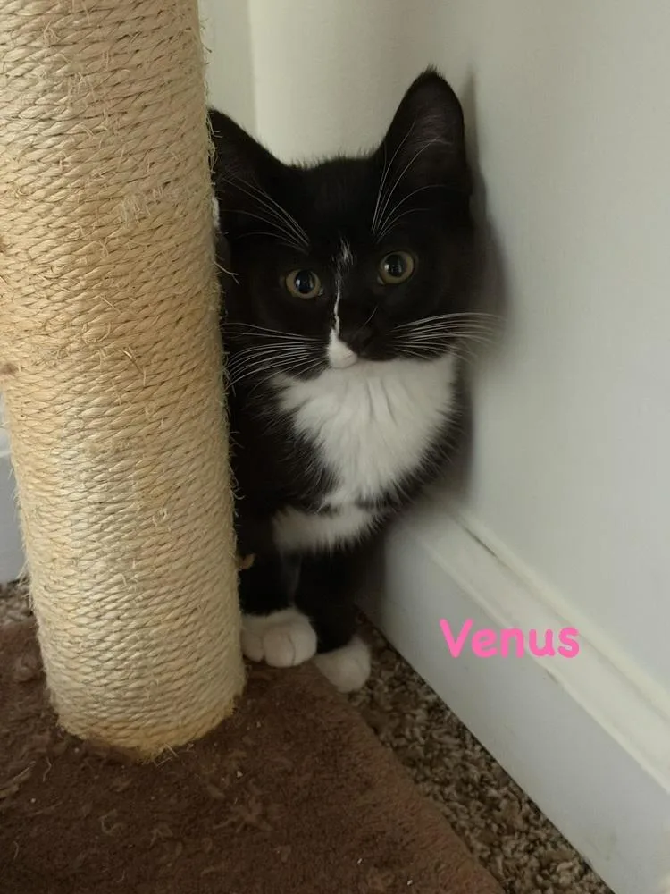 A baby small-sized female Black & White / Tuxedo Domestic Short Hair cat named Venus for adoption in Telford, PA