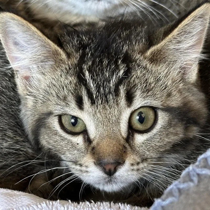 Pico