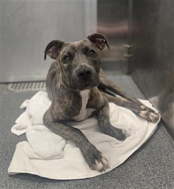 A young large-sized female Mixed Breed dog named Therian for adoption in Dallas, TX