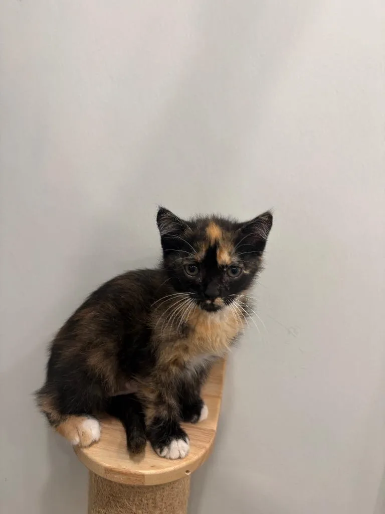 A baby small-sized female Domestic Short Hair cat named Patty for adoption in Lunenburg, VT