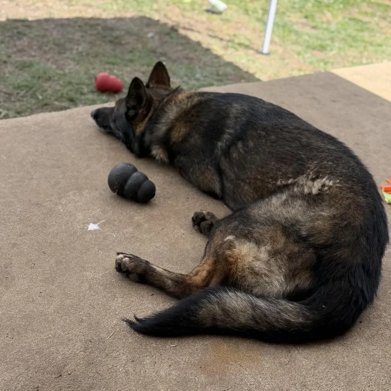 An adult medium-sized male Black German Shepherd Dog dog named Bear for adoption in Tulsa, OK
