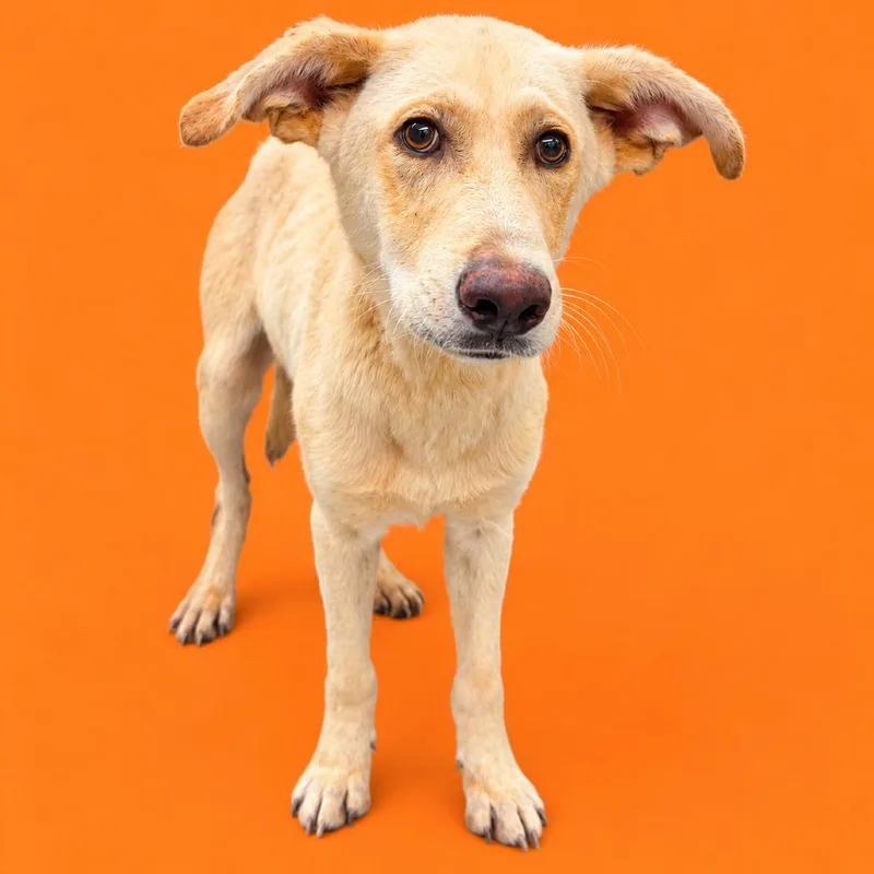 A young medium-sized male Shepherd dog named Nosferatu for adoption in Concord, NC