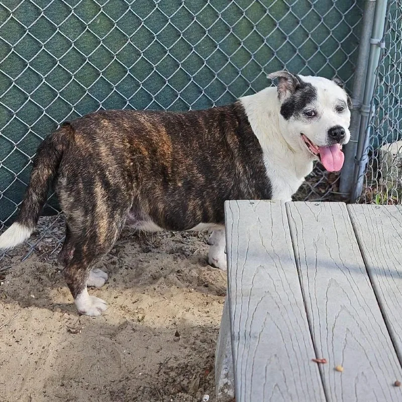 A senior large-sized female Mixed Breed dog named Sissy for adoption in Merritt Island, FL
