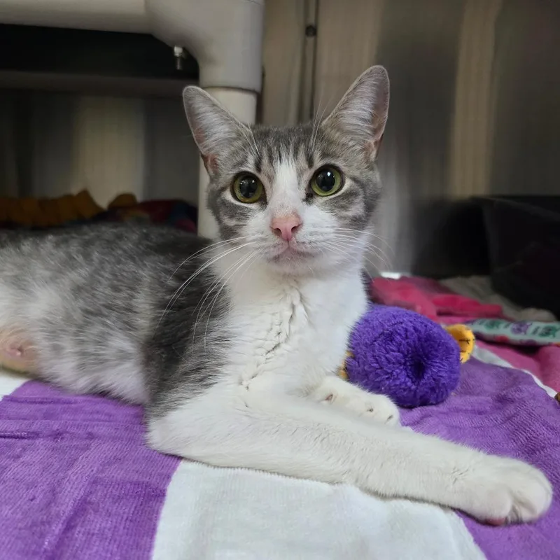 A young medium-sized female Gray / Blue / Silver Domestic Short Hair cat named Gaby for adoption in Naples, FL
