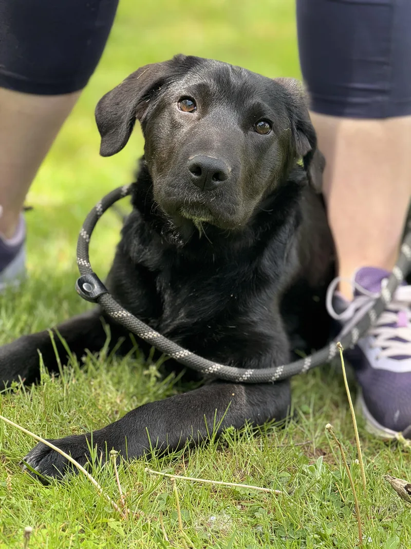 A young large-sized female Black Labrador Retriever dog named Wren for adoption in Meherrin, VA