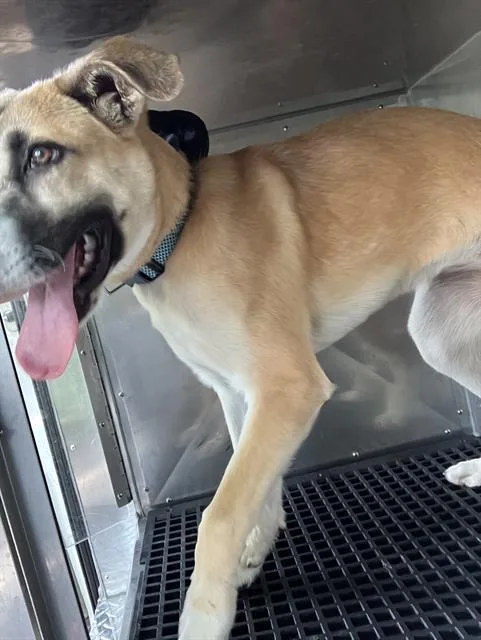 A young large-sized female Mixed Breed dog named Jessica for adoption in Dallas, TX