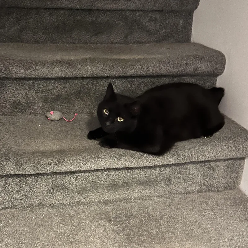 An adult medium-sized female Black Domestic Short Hair cat named Walnut for adoption in Bellmawr, NJ