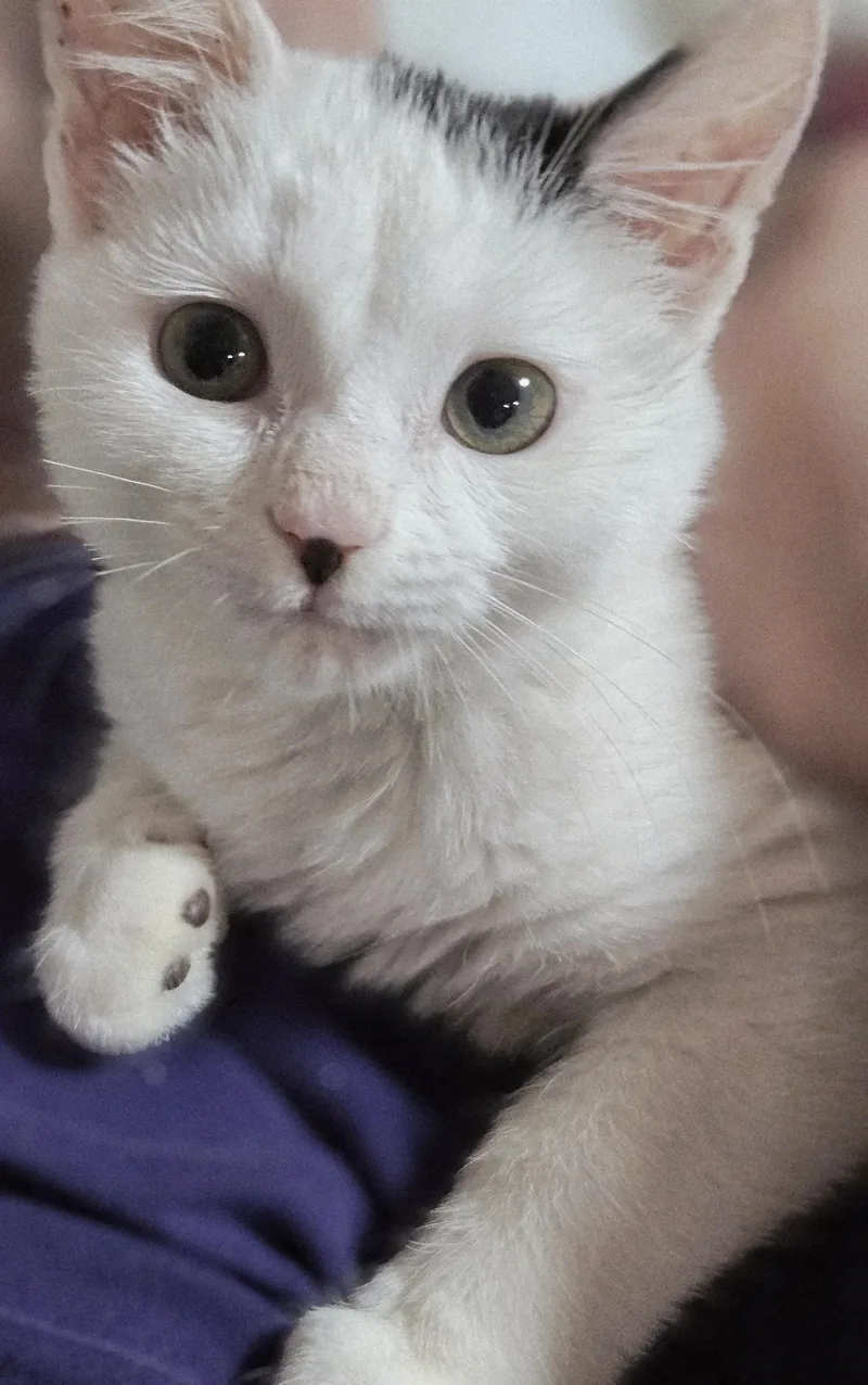 A baby small-sized female White Turkish Van cat named Dove for adoption in Berlin, CT