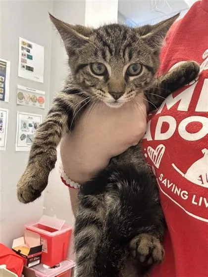 A baby small-sized male Domestic Short Hair cat named Dobby for adoption in West Chester, PA