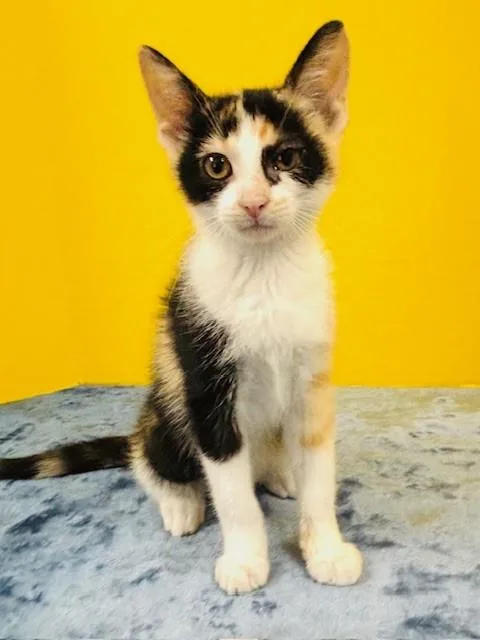 A baby medium-sized female Calico Domestic Short Hair cat named Swimsuit for adoption in Hawk Point, MO