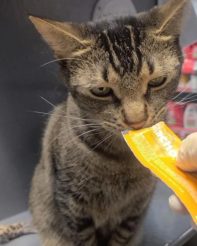 An adult medium-sized male Domestic Short Hair cat named Finn for adoption in Spring Lake, NJ