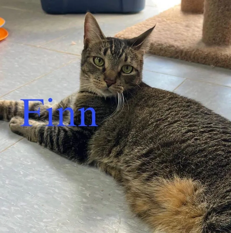 Finn thumbnail 3