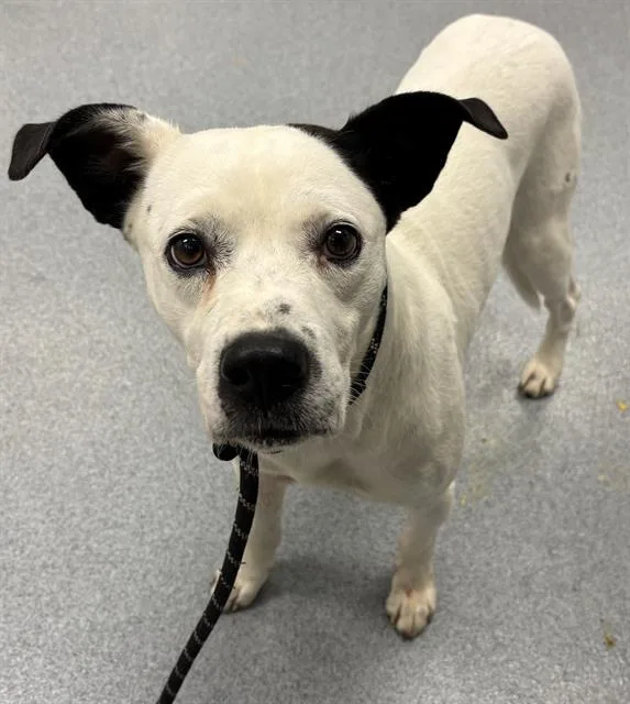 An adult large-sized male Pit Bull Terrier dog named Doogal for adoption in Indianapolis, IN