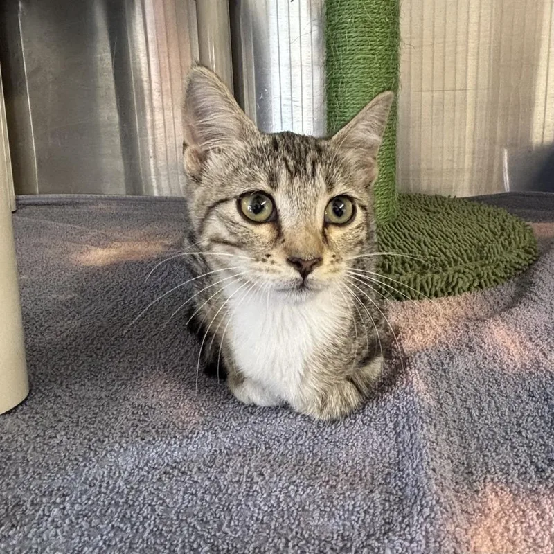 A baby medium-sized male Domestic Short Hair cat named Silver for adoption in Sunnyvale, TX