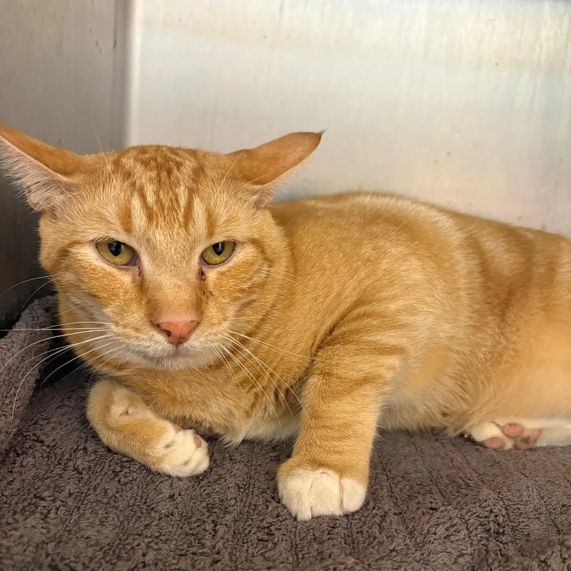 An adult large-sized male American Shorthair cat named Cayenne for adoption in Englewood, FL