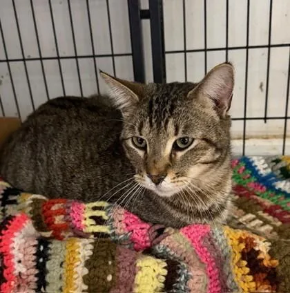 An adult medium-sized male Domestic Short Hair cat named Jack for adoption in West Chester, PA
