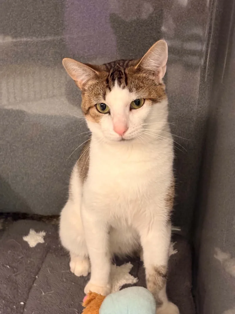 An adult medium-sized male White Domestic Short Hair cat named Marlow for adoption in Paris, ME