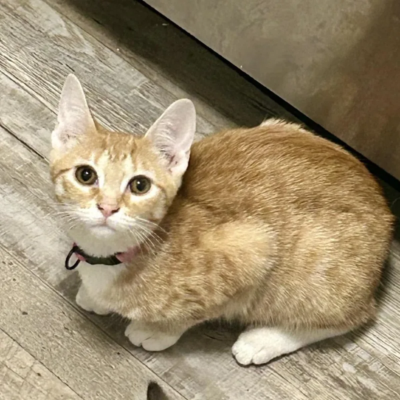 A young small-sized female Orange / Red Domestic Short Hair cat named Peaches for adoption in Tuscaloosa, AL