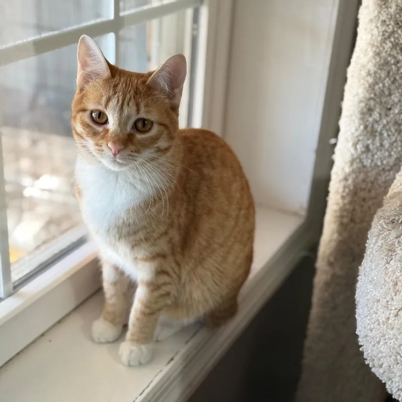Peaches thumbnail 2