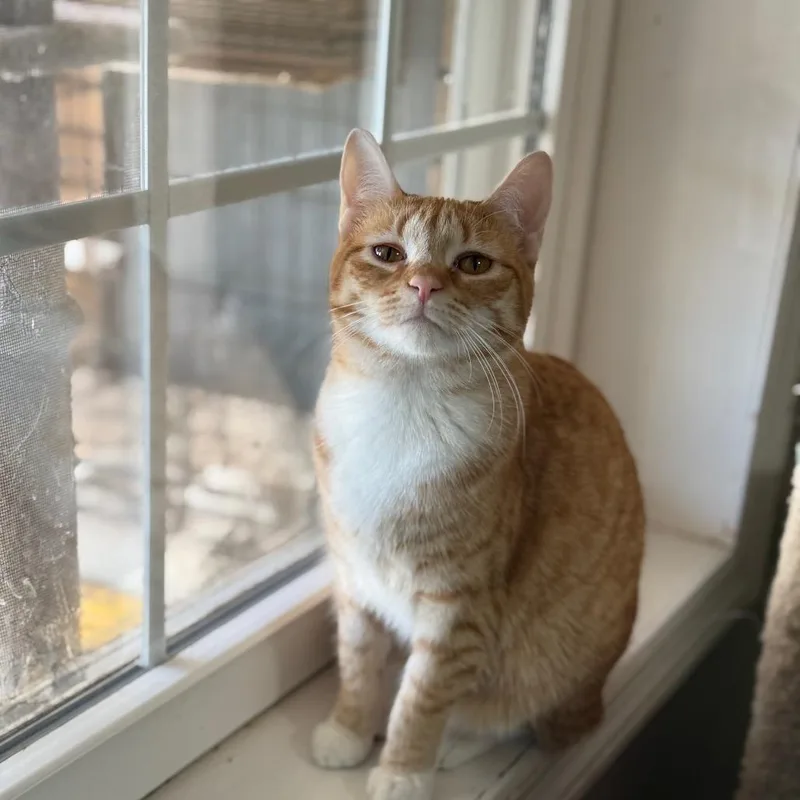 Peaches thumbnail 3