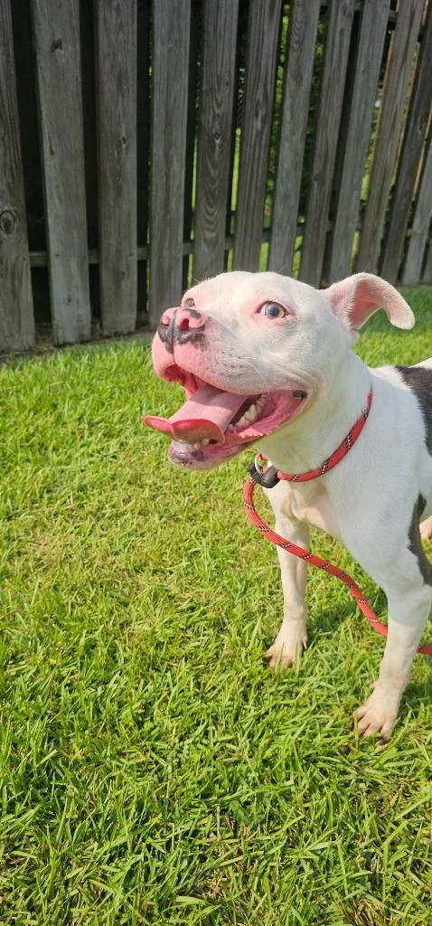 An adult medium-sized female Boxer dog named Stella for adoption in New Bern, NC