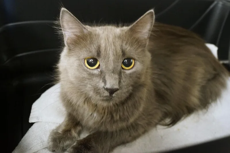 La Bu Bu thumbnail 2