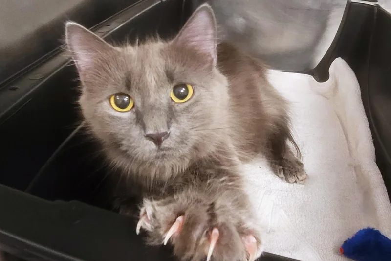 La Bu Bu thumbnail 3