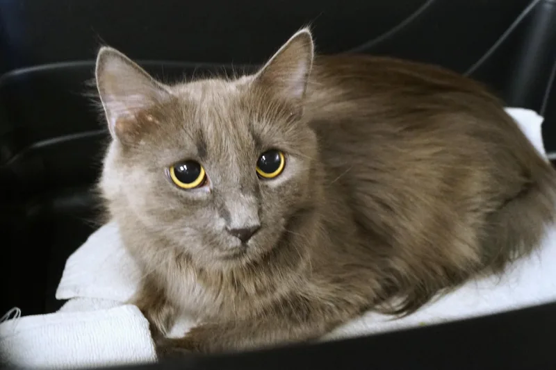 La Bu Bu thumbnail 4