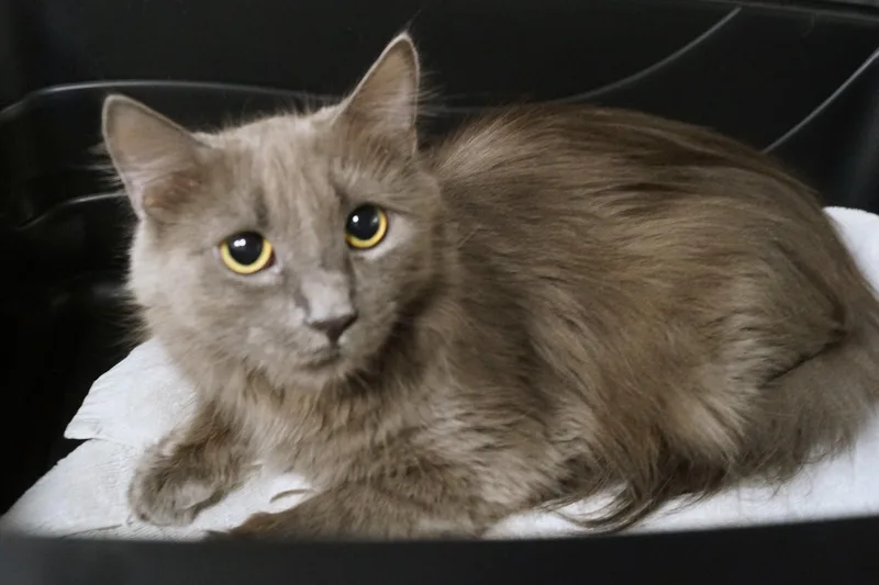 La Bu Bu thumbnail 5