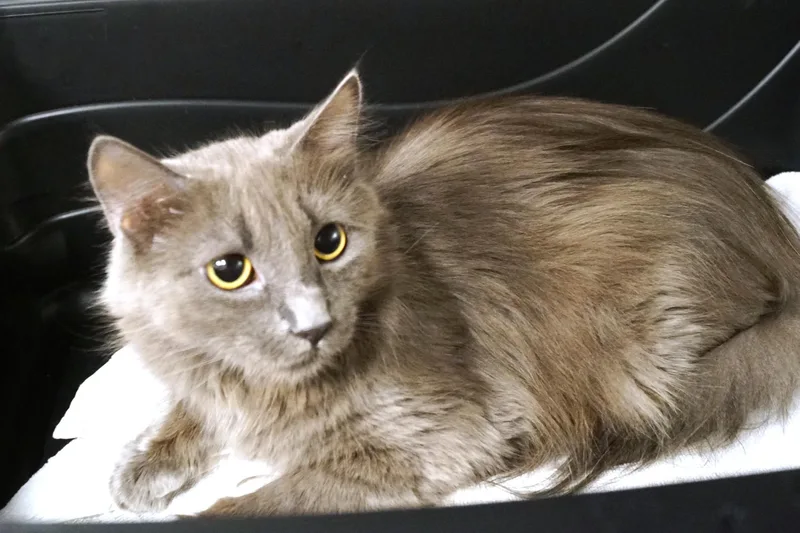 La Bu Bu thumbnail 6