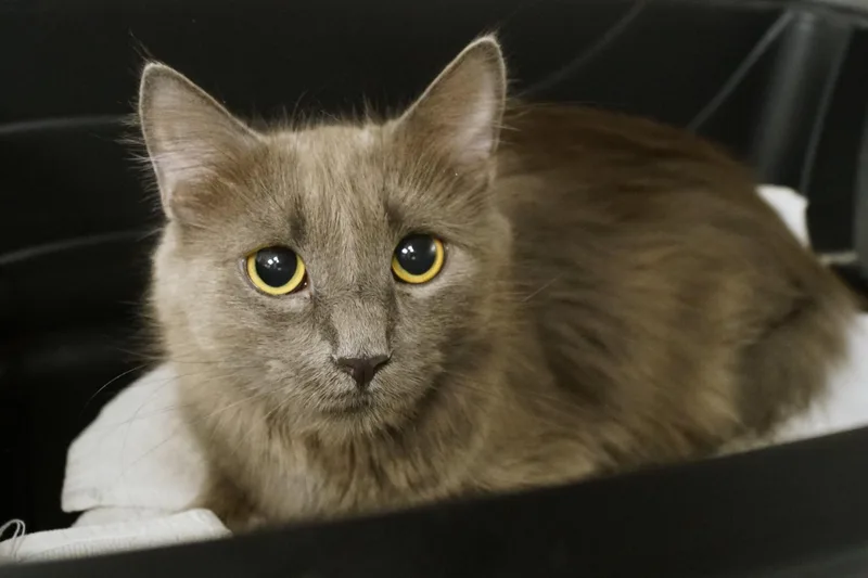 An adult medium-sized female Gray / Blue / Silver Domestic Medium Hair cat named La Bu Bu for adoption in New Milford, CT