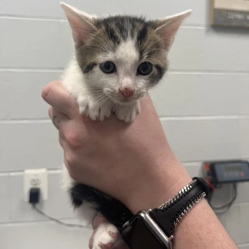 A baby small-sized male Brown / Chocolate Domestic Short Hair cat named Comic Sans for adoption in Marshall, VA