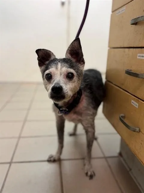 A senior small-sized male Chihuahua dog named Oakley for adoption in Santa Barbara, CA