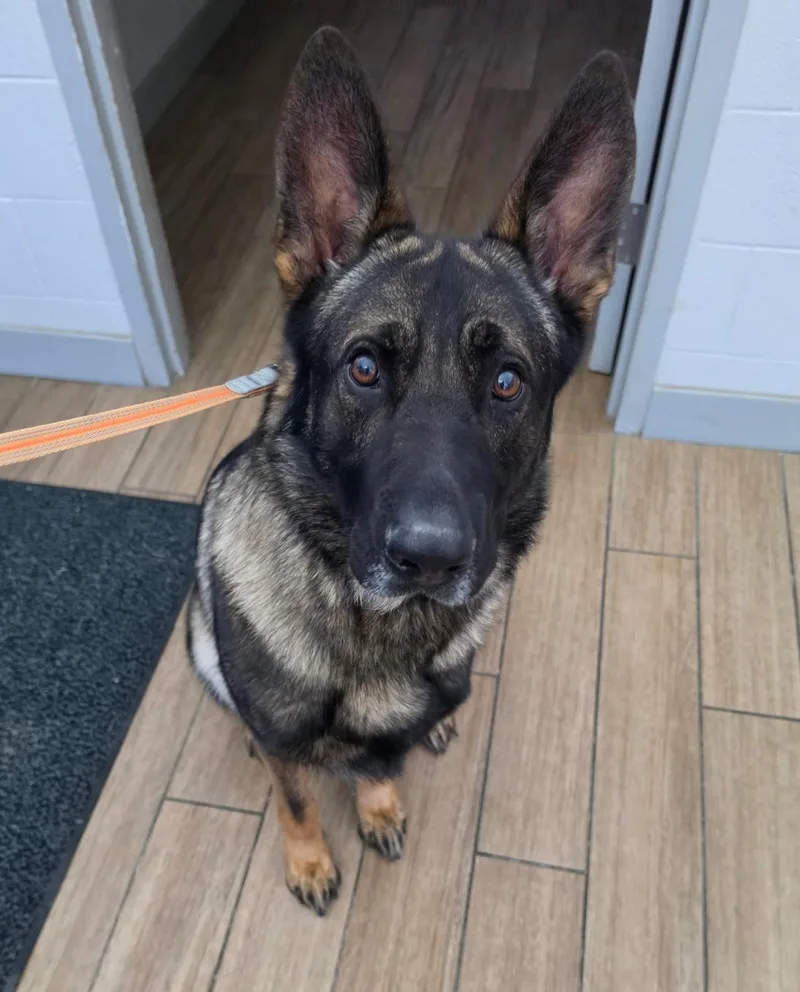 An adult large-sized male German Shepherd Dog dog named Thunderbolt for adoption in Dallas, TX
