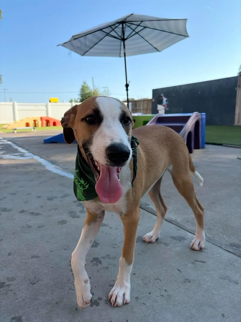 A baby medium-sized male Mixed Breed dog named Baylor for adoption in Northwood, NH