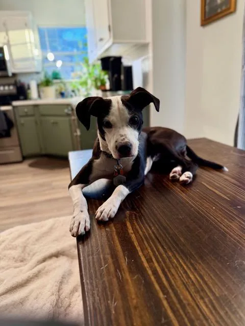 A young small-sized female Black Italian Greyhound dog named Olive for adoption in Edgewater, MD