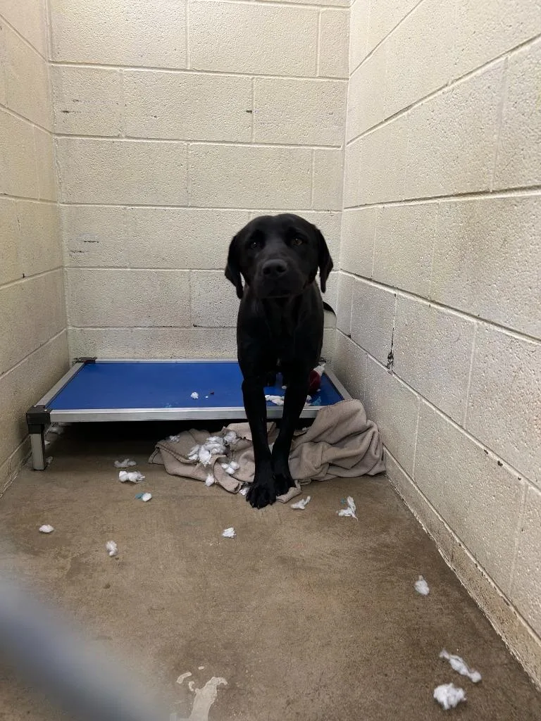 A young large-sized male Labrador Retriever dog named James for adoption in Dyersburg, TN