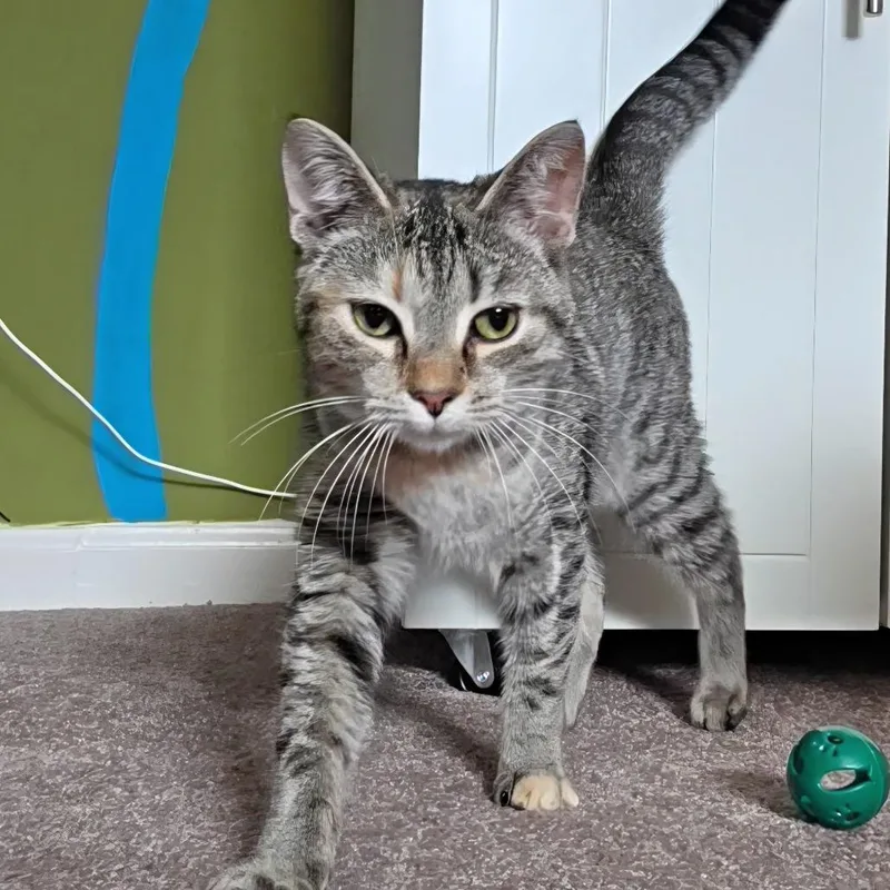 Shirkani The Tiger thumbnail 2