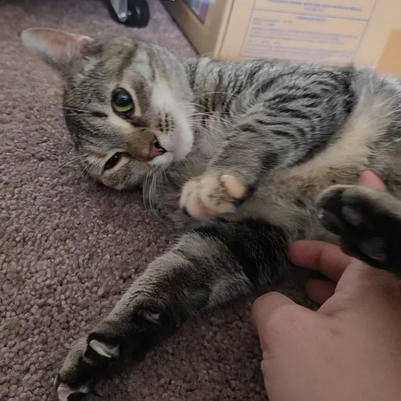 Shirkani The Tiger thumbnail 3