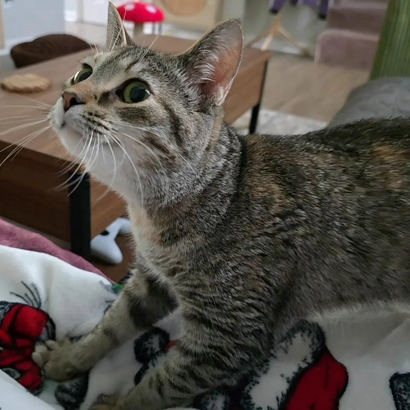 Shirkani The Tiger thumbnail 4