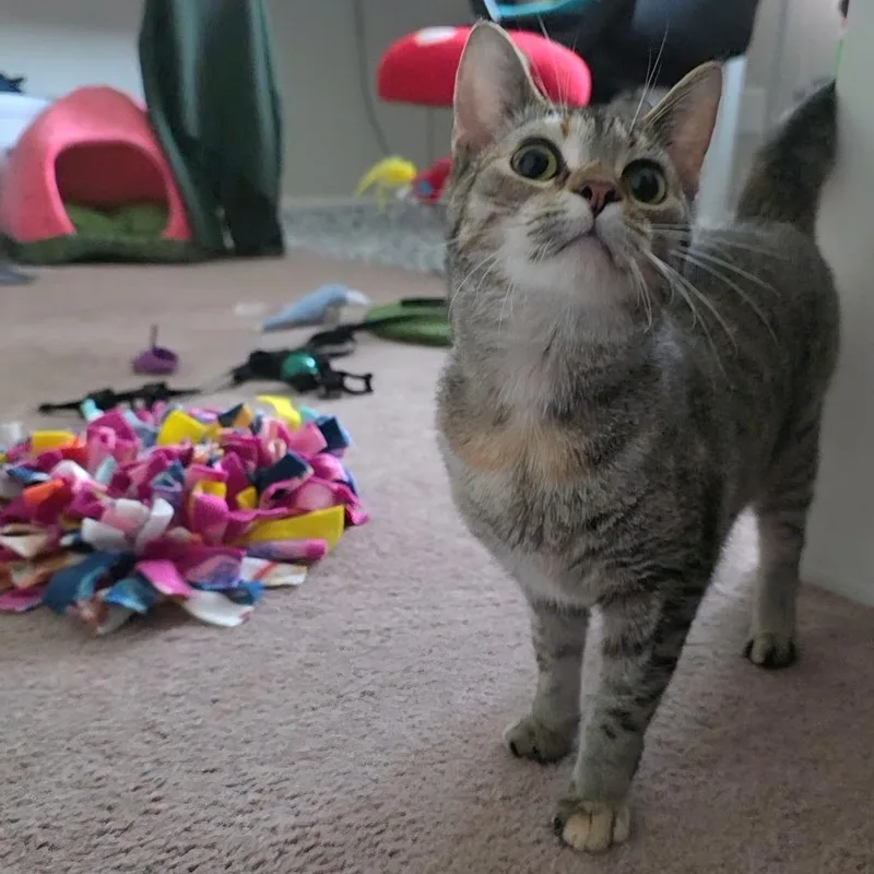 Shirkani The Tiger thumbnail 5