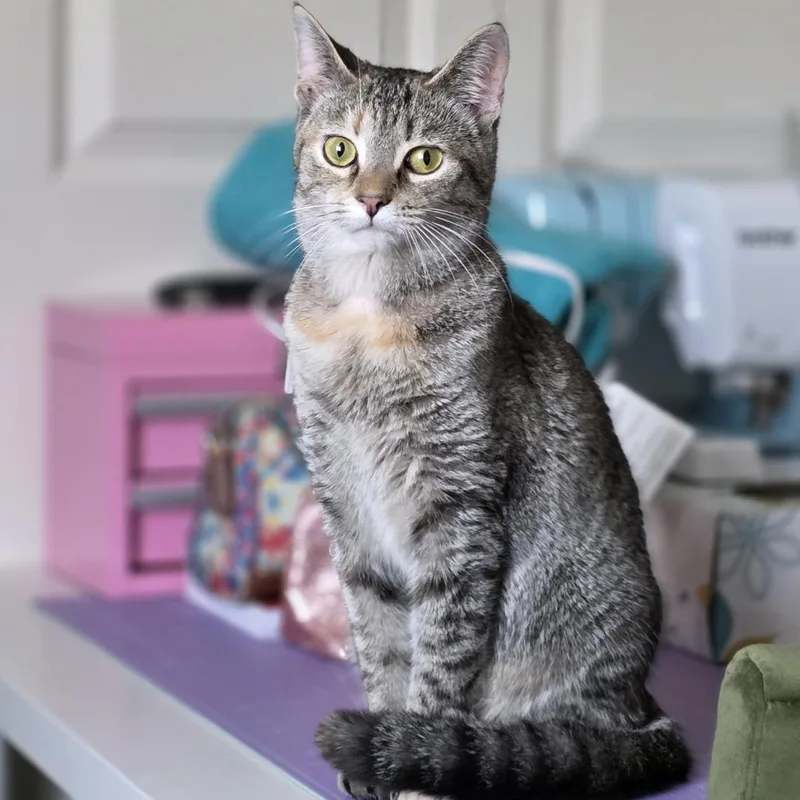 Shirkani The Tiger thumbnail 6