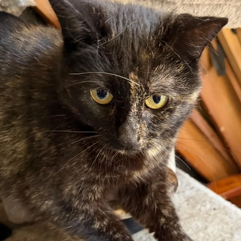 An adult small-sized female Domestic Medium Hair cat named Shiloh for adoption in Klamath Falls, OR