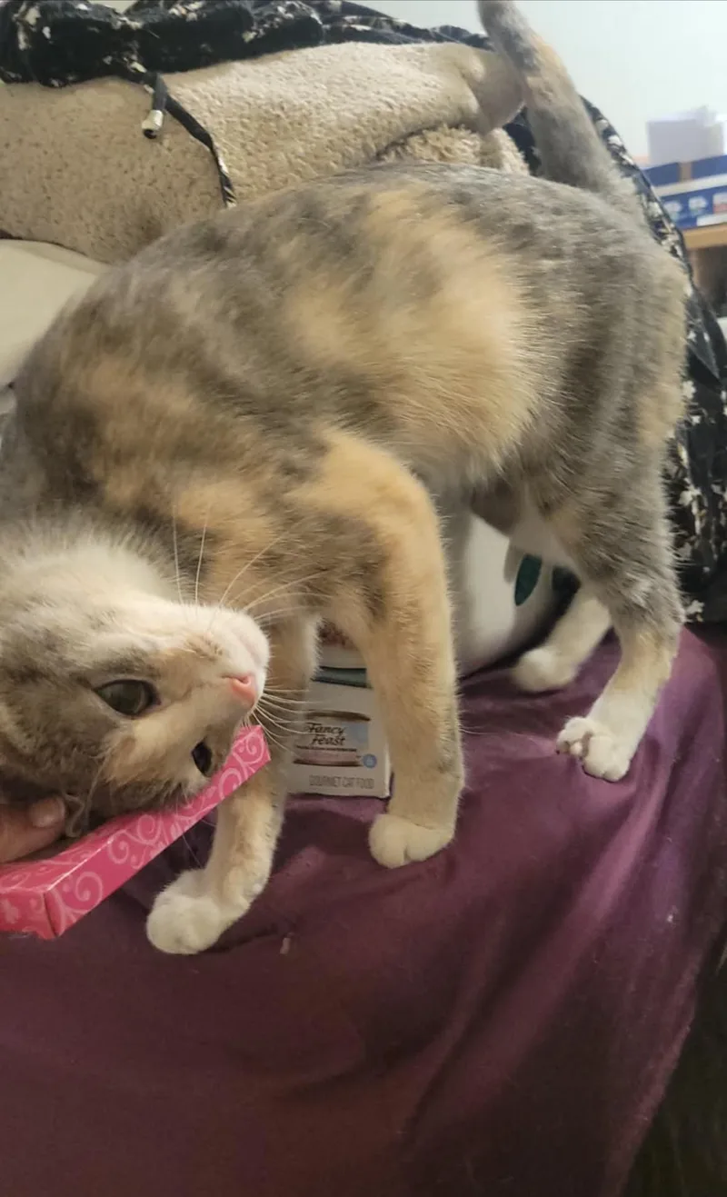 A young medium-sized female Dilute Calico cat named Dreamer for adoption in Phoenix, AZ