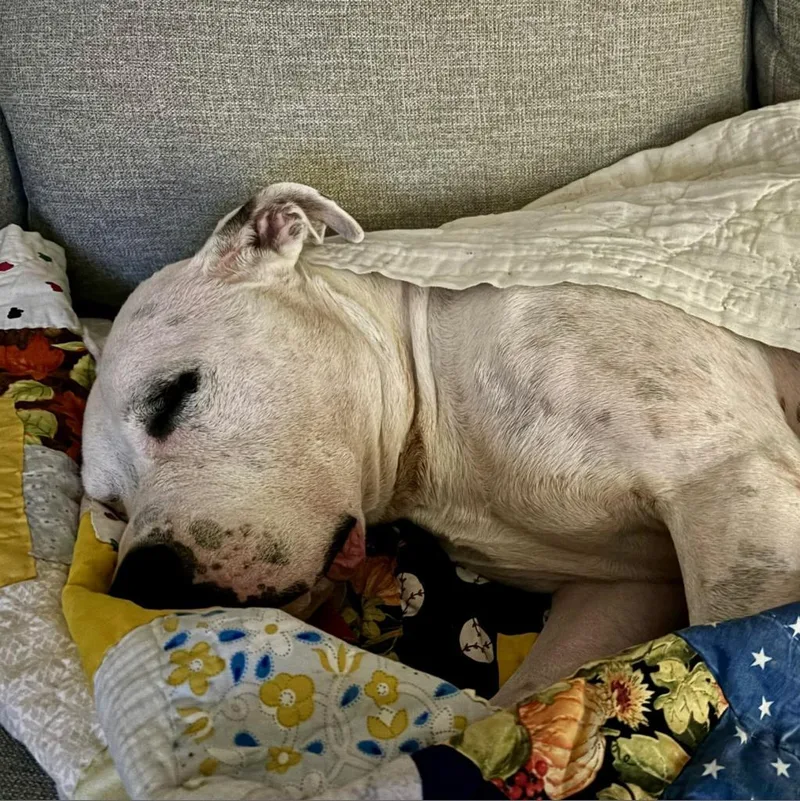 French Fry thumbnail 2